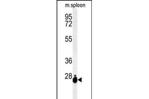 Western blot analysis of THOC7 Antibody (C-term) (ABIN1881883 and ABIN2843119) in mouse spleen tissue lysates (35 μg/lane). (THOC7 Antikörper  (C-Term))