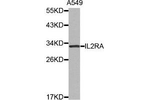 Western blot analysis of extracts of A-549 cells, using IL2RA antibody (ABIN5971534). (CD25 Antikörper)