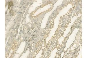 anti-Aprataxin and PNKP Like Factor (APLF) (Internal Region) antibody