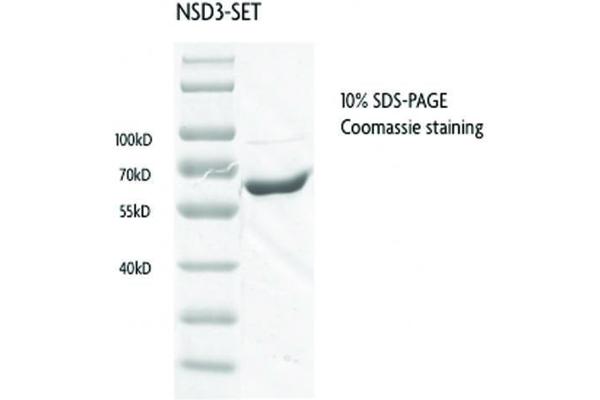 WHSC1L1 Protein (AA 1021-1320) (GST tag)