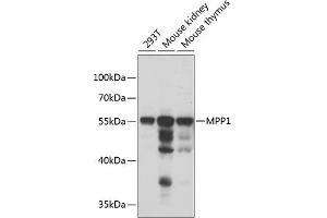 Western blot analysis of extracts of various cell lines, using MPP1 antibody  at 1:1000 dilution. (MPP1 Antikörper  (AA 1-270))