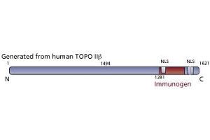 Image no. 3 for anti-Topoisomerase (DNA) II beta 180kDa (TOP2B) (AA 1281-1494) antibody (ABIN968562) (TOP2B Antikörper  (AA 1281-1494))