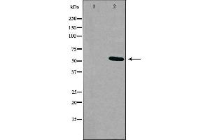Western blot analysis of extracts from K562 cells, using RXFP3 antibody. (Relaxin 3 Receptor 1 Antikörper  (Internal Region))