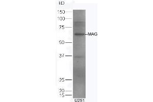 U251 lysates probed with Rabbit Anti-MAG Polyclonal Antibody, Unconjugated (ABIN726920) at 1:300 overnight at 4 °C. (MAG Antikörper  (AA 501-582))