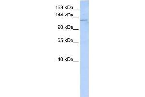 Desmoglein 2 antibody used at 1 ug/ml to detect target protein.