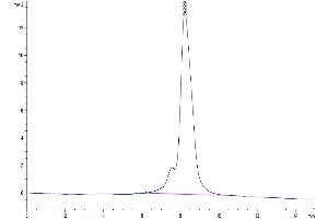 Size-exclusion chromatography-High Pressure Liquid Chromatography (SEC-HPLC) image for Tumor Necrosis Factor Receptor Superfamily, Member 13C (TNFRSF13C) (AA 7-71) protein (Fc Tag) (ABIN7273912)