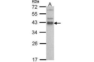WB Image Sample (30 ug of whole cell lysate) A: Hela 12% SDS PAGE ATF1 antibody antibody diluted at 1:1000