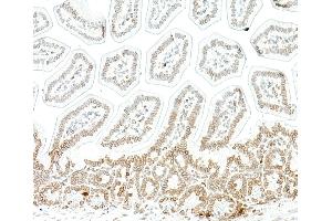 Immunohistochemistry (IHC) image for anti-Lamin B1 (LMNB1) (AA 450-500) antibody (ABIN7795810)