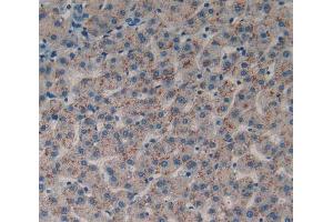 IHC-P analysis of liver tissue, with DAB staining. (DDR1 Antikörper  (AA 568-829))