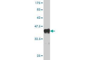 Western Blot detection against Immunogen (38. (TRAF3 Antikörper  (AA 298-410))