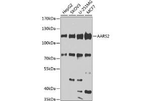 Western blot analysis of extracts of various cell lines, using  antibody (ABIN6131161, ABIN6136324, ABIN6136325 and ABIN6223795) at 1:1000 dilution. (AARS2 Antikörper  (AA 841-985))