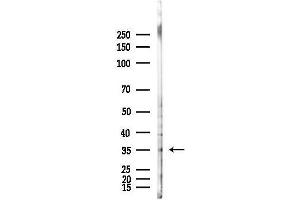 anti-POU Class 6 Homeobox 1 (POU6F1) antibody