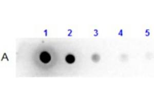 Dot Blot Results of Llama IgG2 Isotype control Biotin Conjugated.