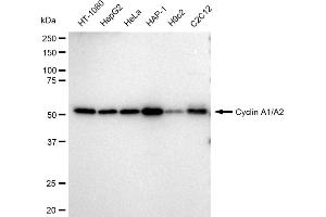anti-Cyclin A1/A2 antibody