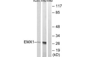 Western blot analysis of extracts from HuvEc and K562 cells, using EMX1 antibody. (EMX1 Antikörper  (C-Term))