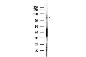 anti-Tripartite Motif Containing 36 (TRIM36) antibody