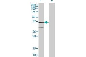 Western Blot analysis of BDH1 expression in transfected 293T cell line by BDH1 MaxPab polyclonal antibody. (BDH1 Antikörper  (AA 1-343))