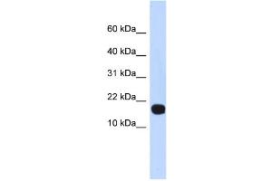 WB Suggested Anti-ID4 Antibody Titration:  0. (ID4 Antikörper  (Middle Region))