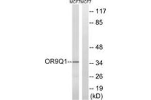 Western blot analysis of extracts from MCF-7 cells, using OR9Q1 Antibody. (OR9Q1 Antikörper  (AA 234-283))
