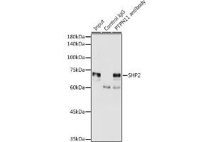 Immunoprecipitation analysis of 300 μg extracts of MCF7 cells using 3 μg SHP2 antibody (ABIN6131893, ABIN6146440, ABIN6146441 and ABIN7101402). (PTPN11 Antikörper  (AA 1-460))