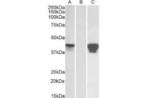 HEK293 lysate (10 µg protein in RIPA buffer) overexpressing Human SLAMF8 with C-terminal MYC tag probed with ABIN1590096 (0.