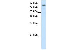 SMARCA3 antibody (20R-1090) used at 0. (HLTF Antikörper  (N-Term))