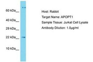 Image no. 1 for anti-Apoptogenic 1, Mitochondrial (APOPT1) (C-Term) antibody (ABIN6750485) (APOPT1 Antikörper  (C-Term))