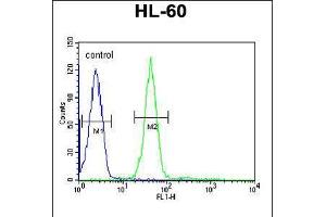 Flow cytometric analysis of HL-60 cells (right histogram) compared to a negative control cell (left histogram). (Gastrin-Releasing Peptide Antikörper  (AA 123-152))