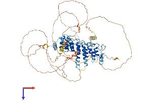 NFKBIZ Protein (AA 1-728) (His tag)