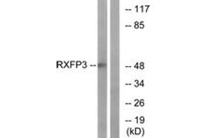 Western blot analysis of extracts from K562 cells, using RXFP3 Antibody. (Relaxin 3 Receptor 1 Antikörper  (AA 161-210))