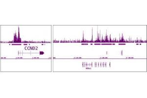 EZH2 antibody (pAb) tested by ChIP-Seq. (EZH2 Antikörper  (AA 1-370))