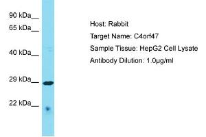 Host: Rabbit Target Name: C4orf47 Sample Type: HepG2 Whole Cell lysates Antibody Dilution: 1. (C4ORF47 Antikörper  (C-Term))