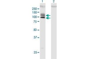 Western Blot analysis of OPA1 expression in transfected 293T cell line by OPA1 MaxPab polyclonal antibody.