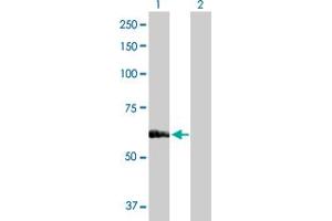 Western Blot analysis of SARS expression in transfected 293T cell line by SARS MaxPab polyclonal antibody. (Seryl-tRNA Synthetase (SARS) (AA 1-514) Antikörper)