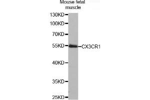 Western blot analysis of extracts of mouse fetal muscle, using CX3CR1 antibody (ABIN5971494). (CX3CR1 Antikörper)