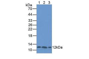 Figure. (TXN Antikörper  (AA 1-105))
