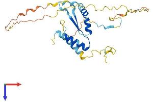 PRAS40 Protein (AA 1-256) (His tag)