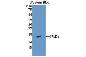 Detection of Recombinant MMP3, Human using Monoclonal Antibody to Matrix Metalloproteinase 3 (MMP3) (MMP3 Antikörper  (AA 363-477))