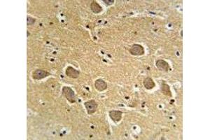 AQP11 antibody immunohistochemistry analysis in formalin fixed and paraffin embedded human brain tissue.