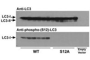 Wild type LC3 and LC3 S12A mutant vectors were transfected into CHO cells and tested with phospho-LC3C antibody (S12A = replacement of the amino acid position 12 serine of LC3 with alanine). (LC3C Antikörper  (pSer12))