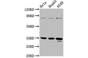 Western Blot Positive WB detected in: Hela whole cell lysate, HepG2 whole cell lysate, A549 whole cell lysate All lanes: PURA antibody at 4. (PURA Antikörper  (AA 50-296))