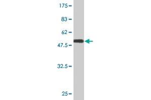 Western Blot detection against Immunogen (50. (TWSG1 Antikörper  (AA 1-223))