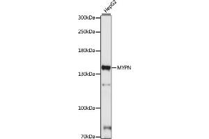 Western blot analysis of extracts of HepG2 cells, using MYPN antibody (ABIN7268742) at 1:1000 dilution. (Myopalladin Antikörper  (AA 1-250))