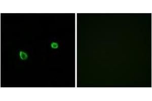 Immunofluorescence analysis of A549 cells, using ERN2 Antibody. (ERN2 Antikörper  (AA 841-890))