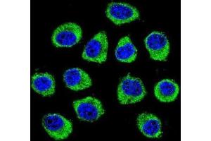 Immunofluorescence (IF) image for anti-Cornichon Homolog 2 (CNIH2) antibody (ABIN2996238) (CNIH2 Antikörper)