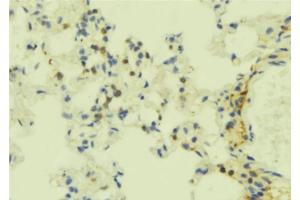 ABIN6273844 at 1/100 staining Mouse lung tissue by IHC-P. (S1PR5 Antikörper  (C-Term))