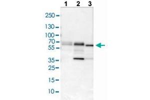 Western blot analysis of Lane 1: NIH/3T3 cell lysate, Lane 2: NBT-II cell lysate, and Lane 3: PC-12 cell lysate with PDCD4 polyclonal antibody . (PDCD4 Antikörper  (AA 230-330))