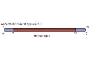 Image no. 2 for anti-Synuclein, alpha (SNCA) (AA 15-123) antibody (ABIN968177)