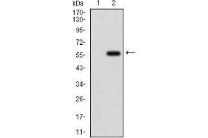 Western Blotting (WB) image for anti-Osteoactivin (GPNMB) (AA 31-260) antibody (ABIN1724859)