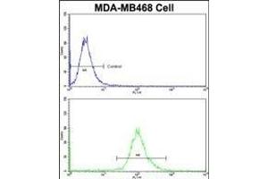 Flow cytometric analysis of MDA-M cells using AS Antibody (N-term)(bottom histogram) comred to a negative control cell (top histogram)FITC-conjugated goat-anti-rabbit secondary antibodies were used for the analysis. (ASPA Antikörper  (N-Term))